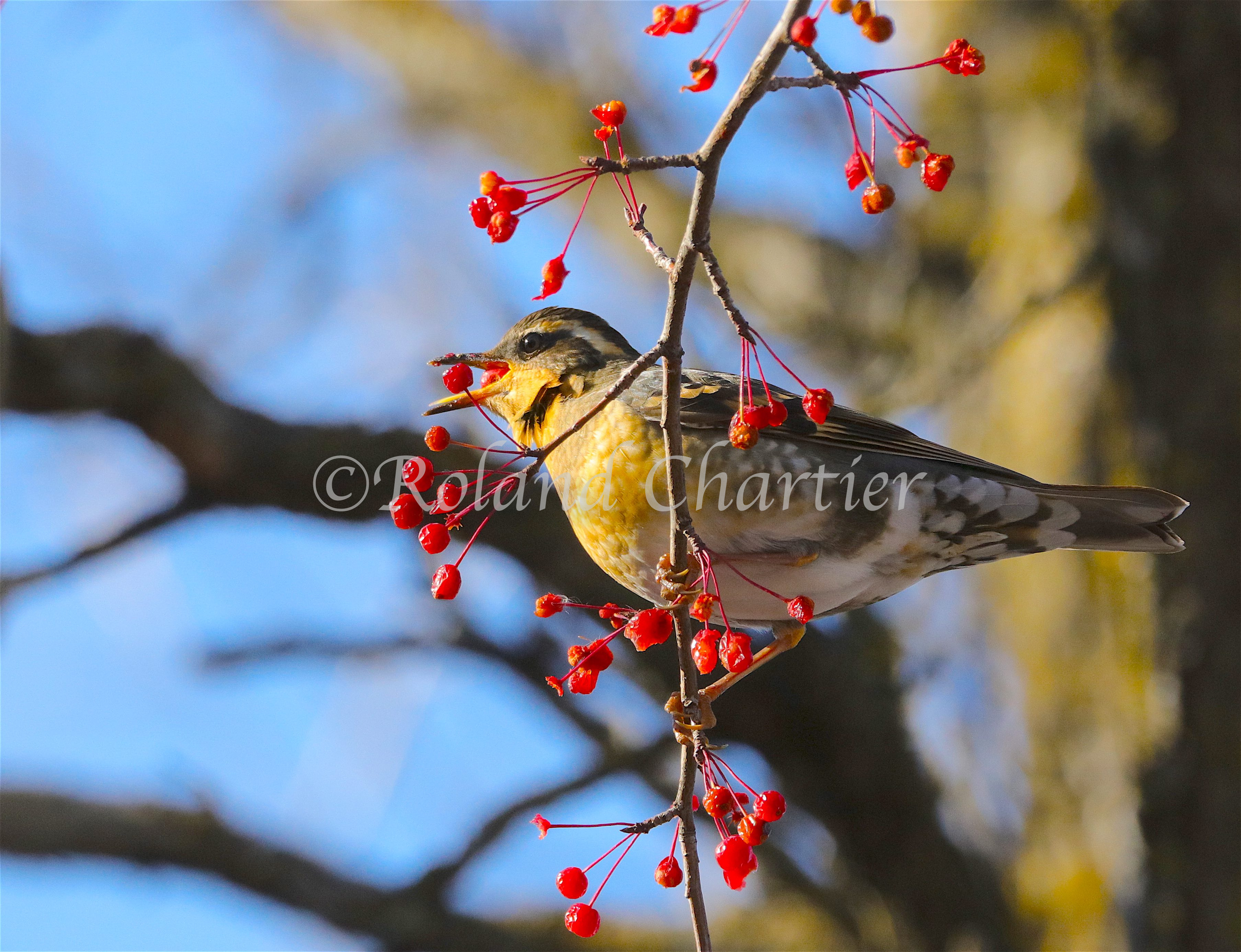 Varied Thrush eating berries in a tree